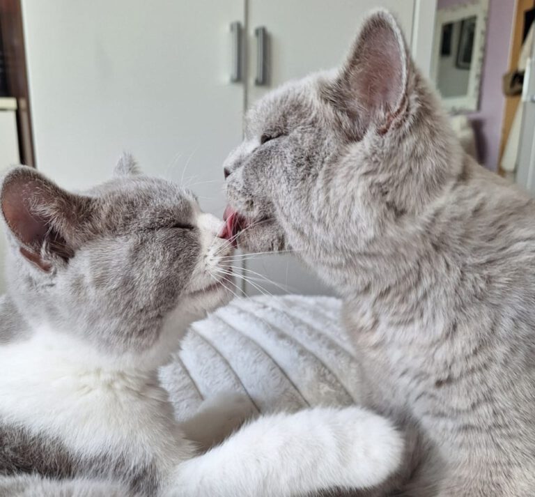 🐾Plötzlich Tierarztkosten – was tun, wenn es schnell gehen muss?